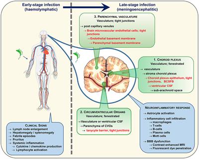 Clinical and Neuropathogenetic Aspects of Human African Trypanosomiasis